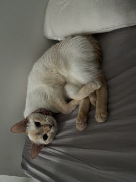 Hotel para Gatos