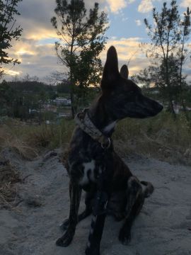 Hotel para Cães