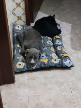Hotel para Cães