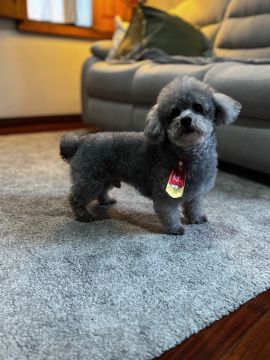 Hotel para Cães
