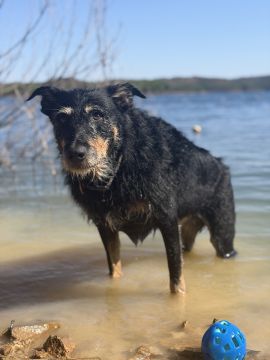 Hotel para Cães