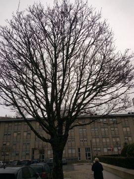 Genealogy