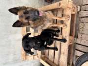 Dog Hotel