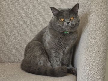 Hotel para Gatos