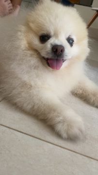 Dog Hotel