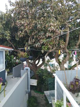 Tree Trimmer