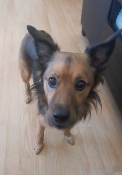 Hotel para Cães