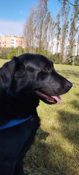 Hundepension