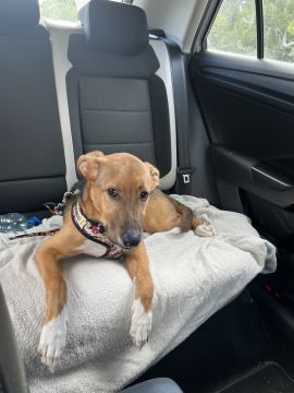 Hotel para Cães