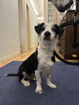 Hotel para Cães