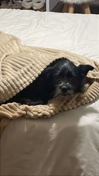 Hotel para Cães