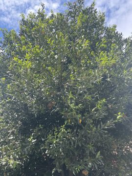 Jardinagem e Relvados