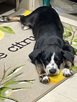 Hotel para Cães