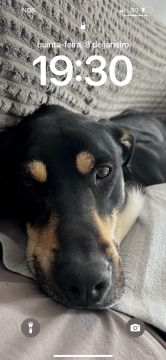 Hotel para Cães - Hotel e Creche para Animais