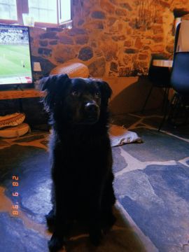 Hotel para Cães