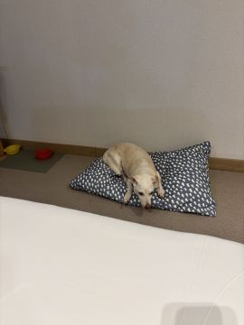 Dog Hotel