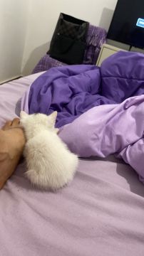 Pension et garderie pour animaux