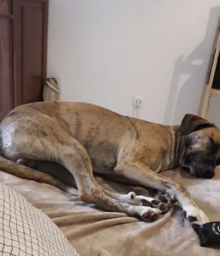 Hotel e Creche para Animais