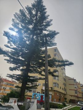 Poda y mantenimiento de árboles