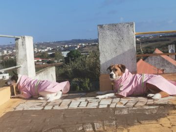 Hotel para Cães