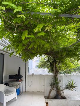 Serviço de Jardinagem