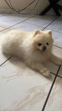 Dog Hotel - Pets