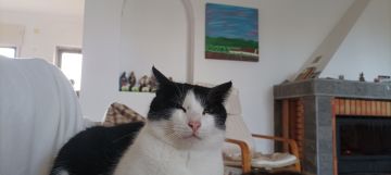 Hotel para Gatos