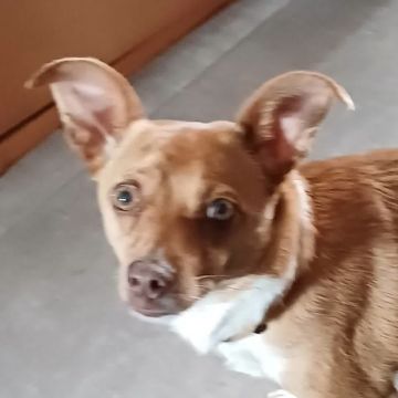 Treinador de Cães