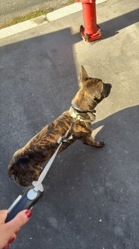 Hotel para Cães