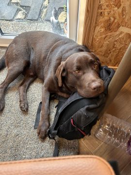 Hotel para Cães