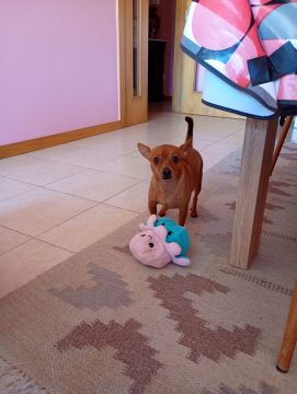 Hotel para Cães