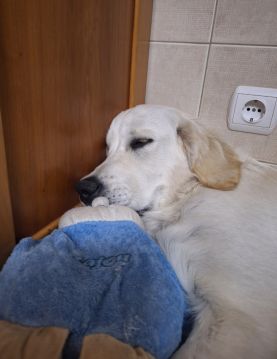 Dog Hotel