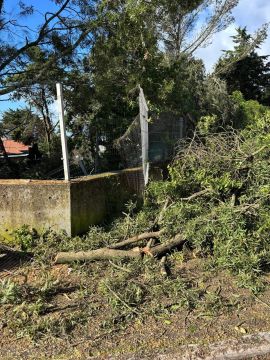 Remoção de Tronco de Árvore - Jardinagem e Relvados