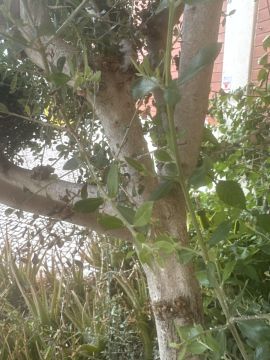 Jardinagem