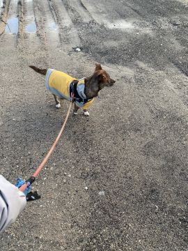 Hotel para Cães