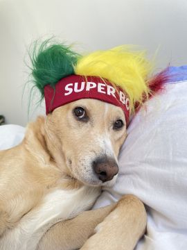 Dog Hotel - Pet Boarding and Daycare