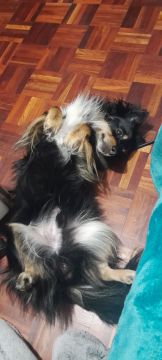 Hotel e Creche para Animais