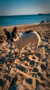 Dog Hotel
