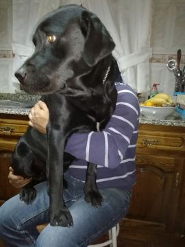 Hotel para Cães