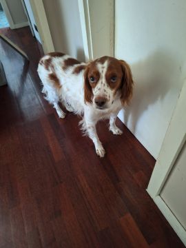 Hotel para Cães