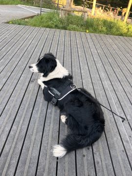 Pension pour chiens - Animaux