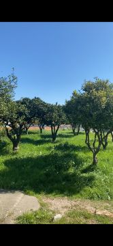 Serviço de Jardinagem
