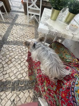 Dog Hotel