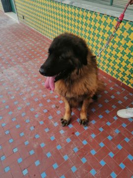 Hundepension