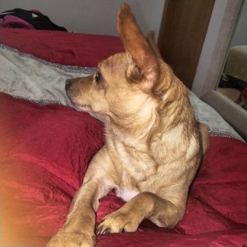 Hotel para Cães
