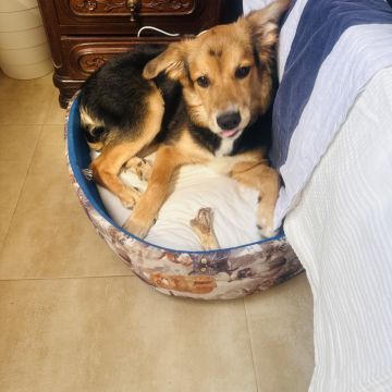 Pension pour chiens