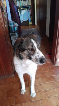Creche para Cães