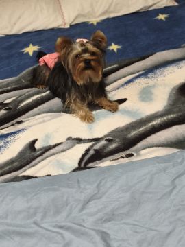 Hotel para Cães