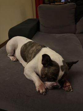 Hotel para Cães