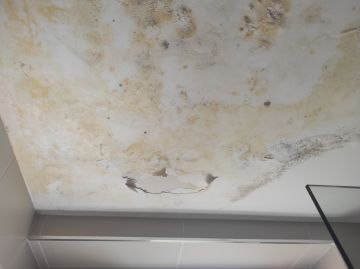 Plaster Specialist